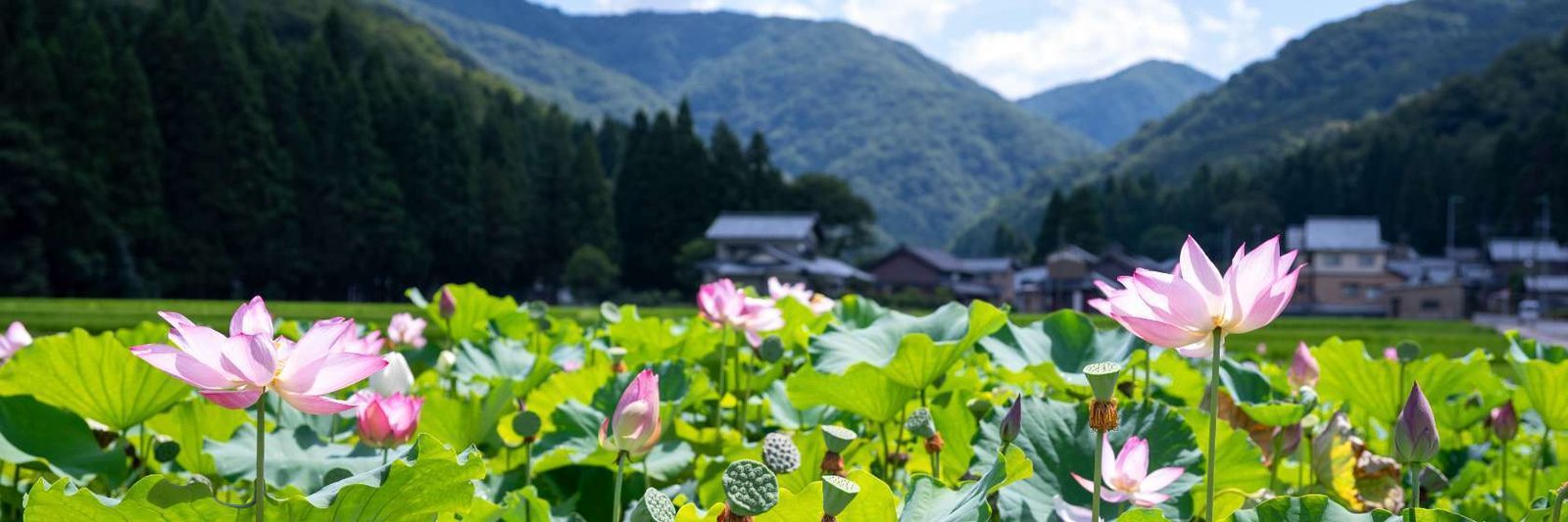 Japan travel guide – Tokyo, Kyoto and Mount Fuji
