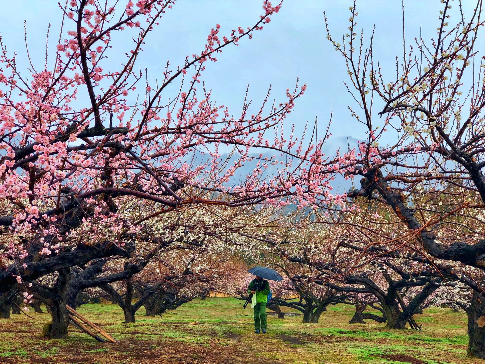 Japan tourist places